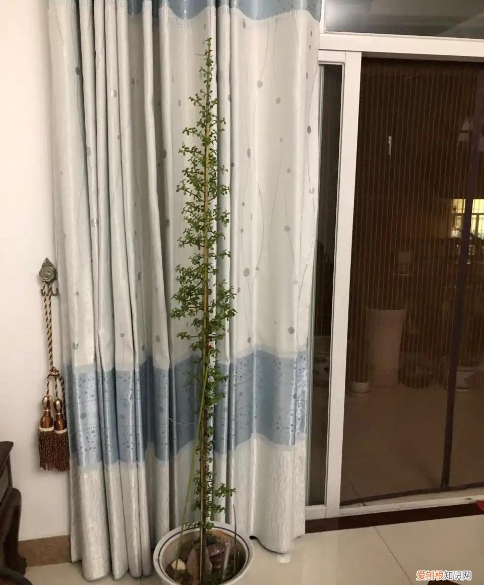 室内大型绿叶树有哪些,100种观叶绿植,50种大型的,50种小型的,家里没有阳光也能养