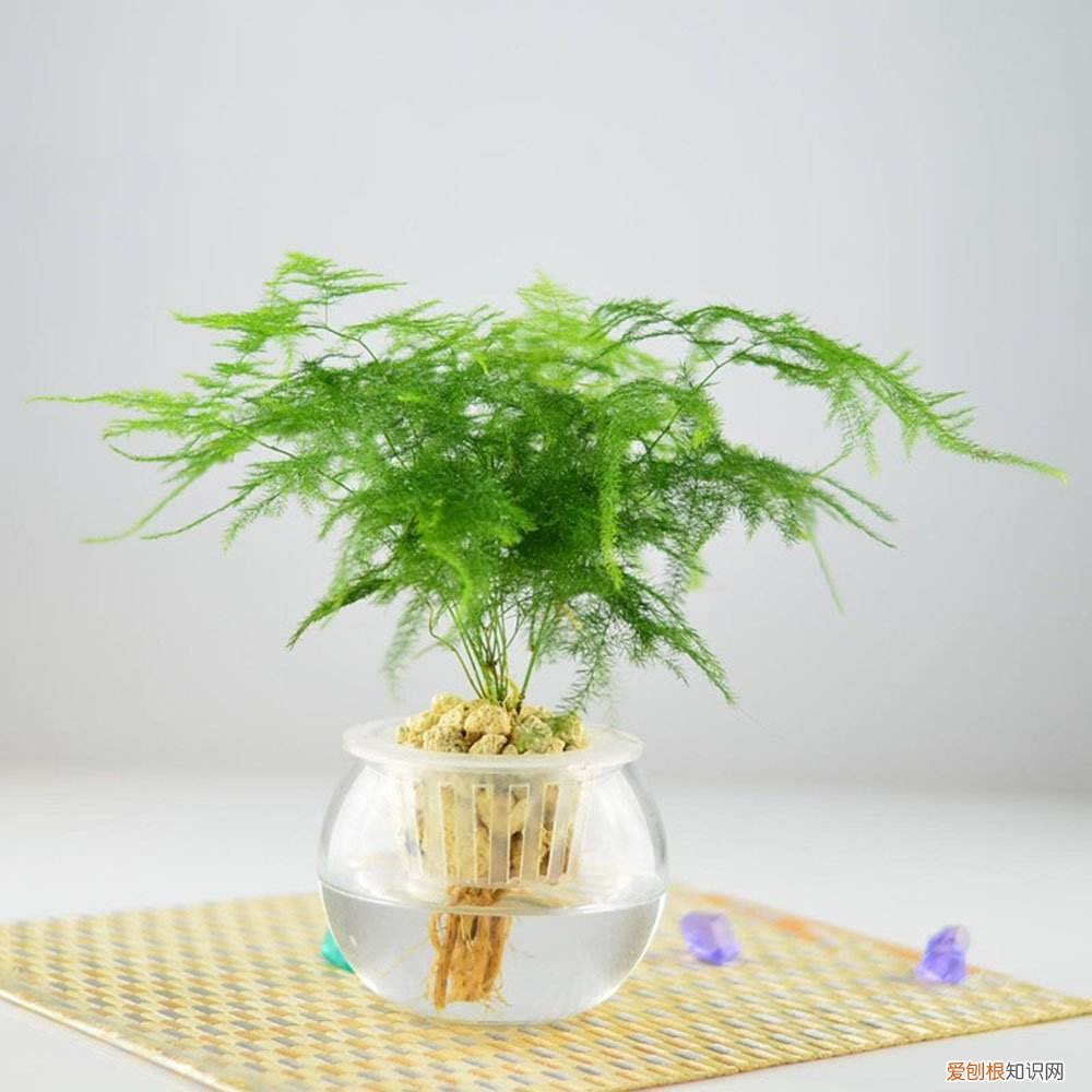 室内大型绿叶树有哪些,100种观叶绿植,50种大型的,50种小型的,家里没有阳光也能养