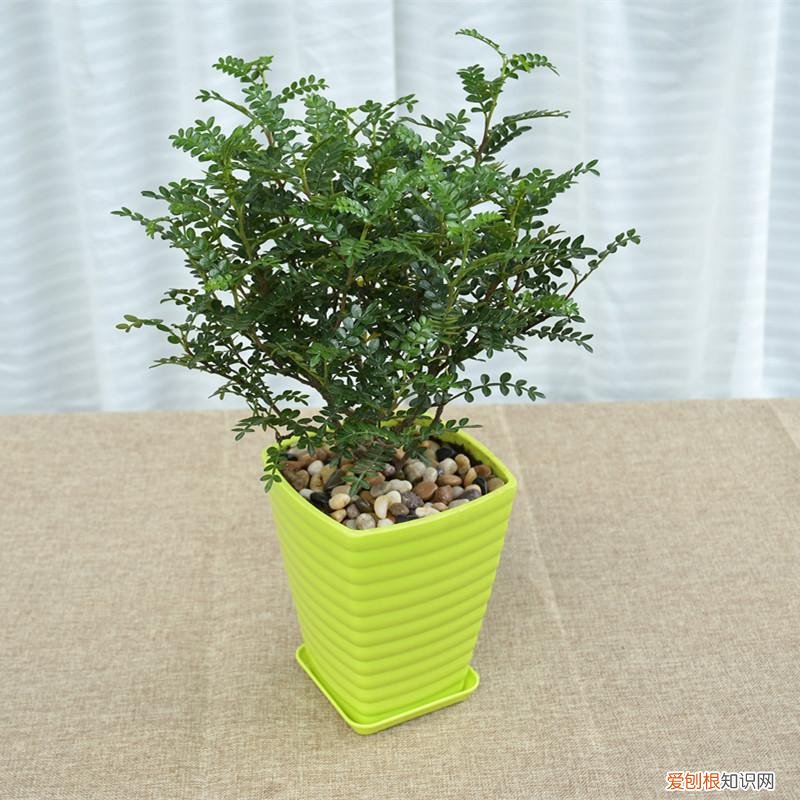室内大型绿叶树有哪些,100种观叶绿植,50种大型的,50种小型的,家里没有阳光也能养