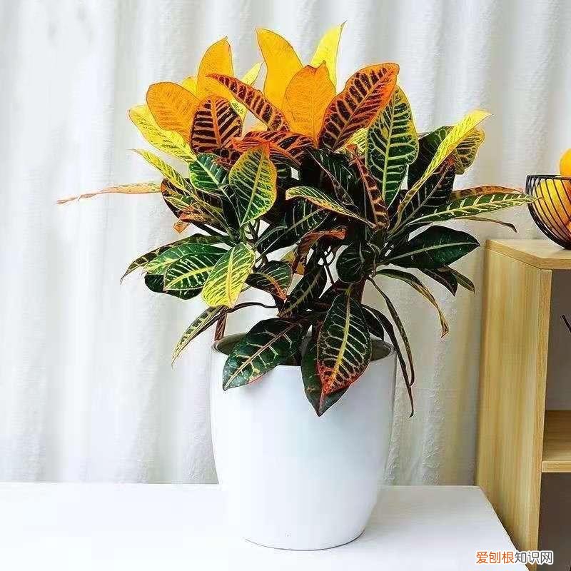 室内大型绿叶树有哪些,100种观叶绿植,50种大型的,50种小型的,家里没有阳光也能养