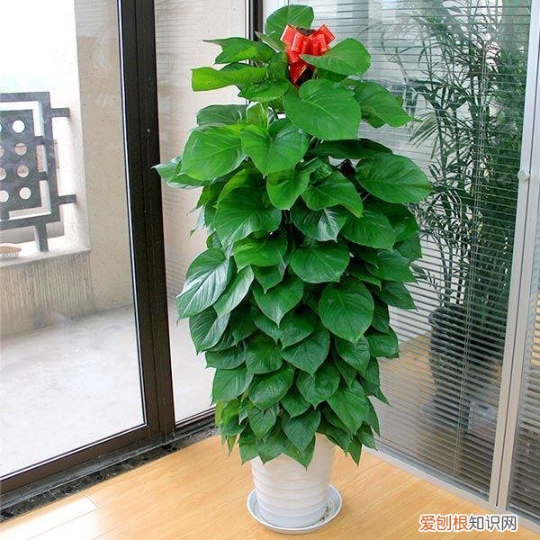 室内大型绿叶树有哪些,100种观叶绿植,50种大型的,50种小型的,家里没有阳光也能养