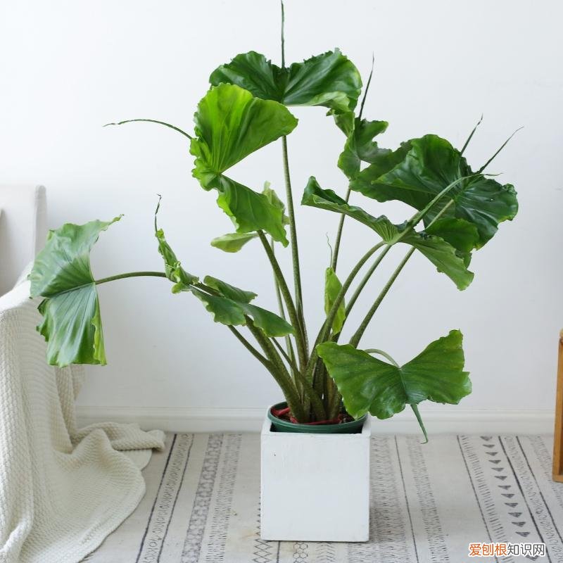 室内大型绿叶树有哪些,100种观叶绿植,50种大型的,50种小型的,家里没有阳光也能养