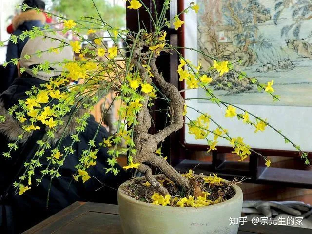 冻不死的花卉，6种花“冻不死”，养在家里长成“元宝树”，花期呼呼“喷雪花”