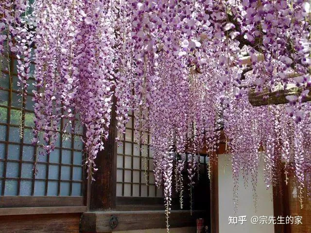 冻不死的花卉，6种花“冻不死”，养在家里长成“元宝树”，花期呼呼“喷雪花”