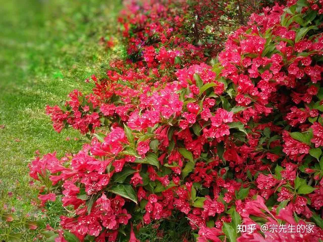 冻不死的花卉，6种花“冻不死”，养在家里长成“元宝树”，花期呼呼“喷雪花”
