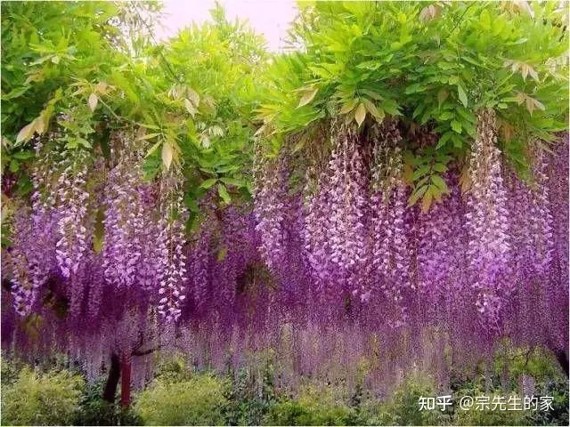 冻不死的花卉，6种花“冻不死”，养在家里长成“元宝树”，花期呼呼“喷雪花”