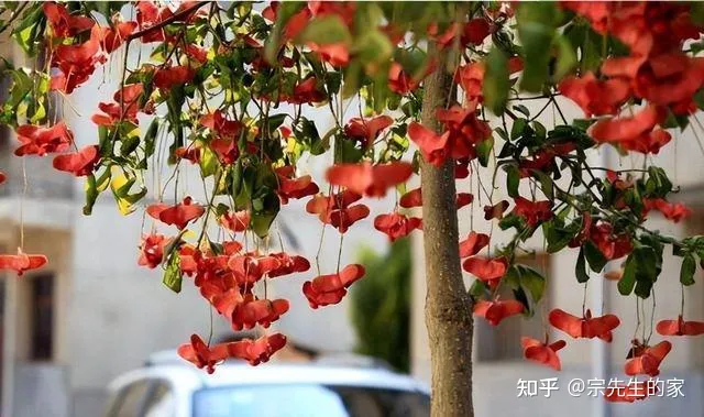 冻不死的花卉，6种花“冻不死”，养在家里长成“元宝树”，花期呼呼“喷雪花”