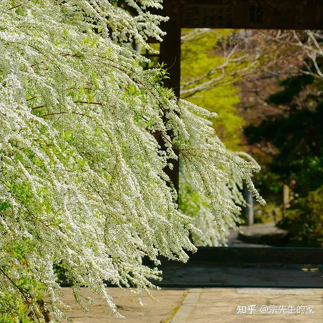 冻不死的花卉，6种花“冻不死”，养在家里长成“元宝树”，花期呼呼“喷雪花”