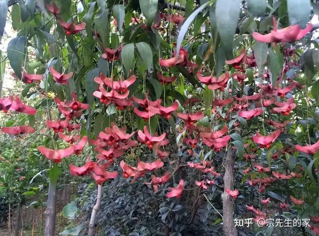 冻不死的花卉，6种花“冻不死”，养在家里长成“元宝树”，花期呼呼“喷雪花”