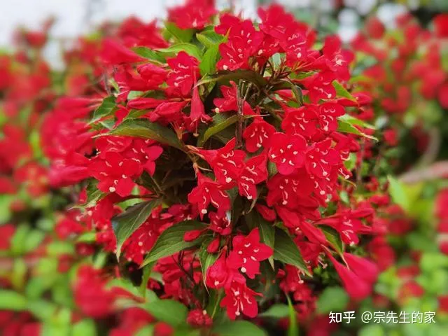 冻不死的花卉，6种花“冻不死”，养在家里长成“元宝树”，花期呼呼“喷雪花”