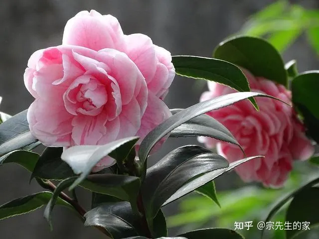 冻不死的花卉，6种花“冻不死”，养在家里长成“元宝树”，花期呼呼“喷雪花”
