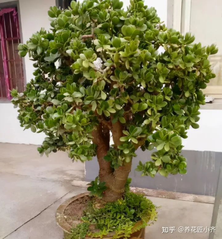 什么树代表富贵吉祥，9种“吉祥树”，适合家里养，富贵大气上档次，好养寓意好