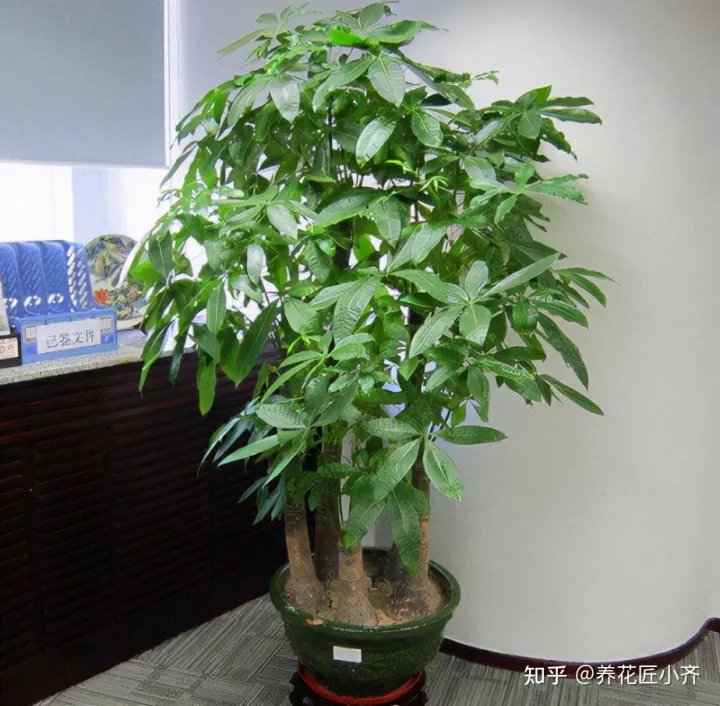 什么树代表富贵吉祥，9种“吉祥树”，适合家里养，富贵大气上档次，好养寓意好
