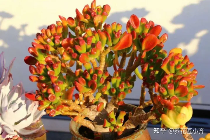 什么树代表富贵吉祥，9种“吉祥树”，适合家里养，富贵大气上档次，好养寓意好