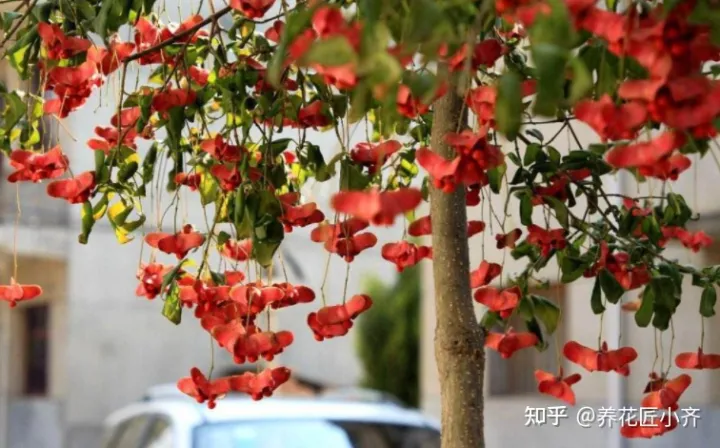 什么树代表富贵吉祥，9种“吉祥树”，适合家里养，富贵大气上档次，好养寓意好