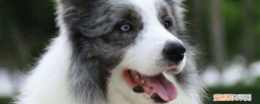 边境牧羊犬如何训练，两项训练缺一不可，边境牧羊犬要怎么训练