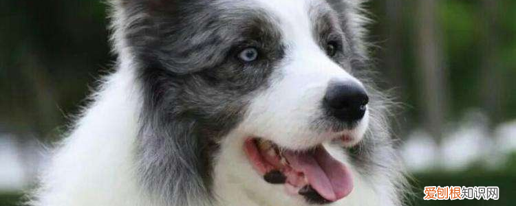 边境牧羊犬如何训练，两项训练缺一不可，边境牧羊犬要怎么训练