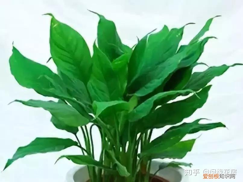 常见花卉绿植,30种 · 绿植花卉大全,以后养花不怕不认识了,值得收藏!