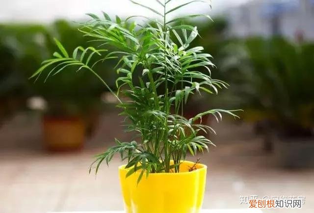 常见花卉绿植,30种 · 绿植花卉大全,以后养花不怕不认识了,值得收藏!