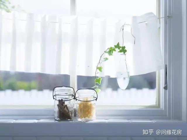 常见花卉绿植,30种 · 绿植花卉大全,以后养花不怕不认识了,值得收藏!