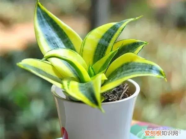 常见花卉绿植,30种 · 绿植花卉大全,以后养花不怕不认识了,值得收藏!