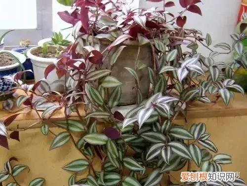 常见花卉绿植,30种 · 绿植花卉大全,以后养花不怕不认识了,值得收藏!