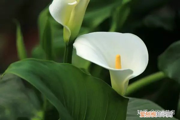 常见花卉绿植,30种 · 绿植花卉大全,以后养花不怕不认识了,值得收藏!