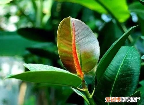 常见花卉绿植,30种 · 绿植花卉大全,以后养花不怕不认识了,值得收藏!