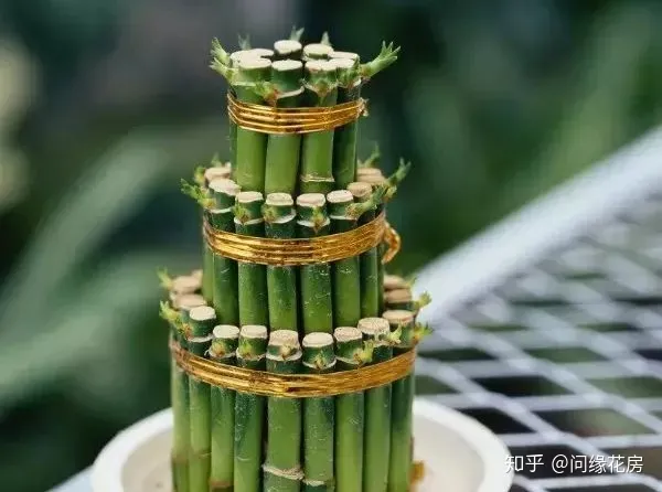 常见花卉绿植,30种 · 绿植花卉大全,以后养花不怕不认识了,值得收藏!