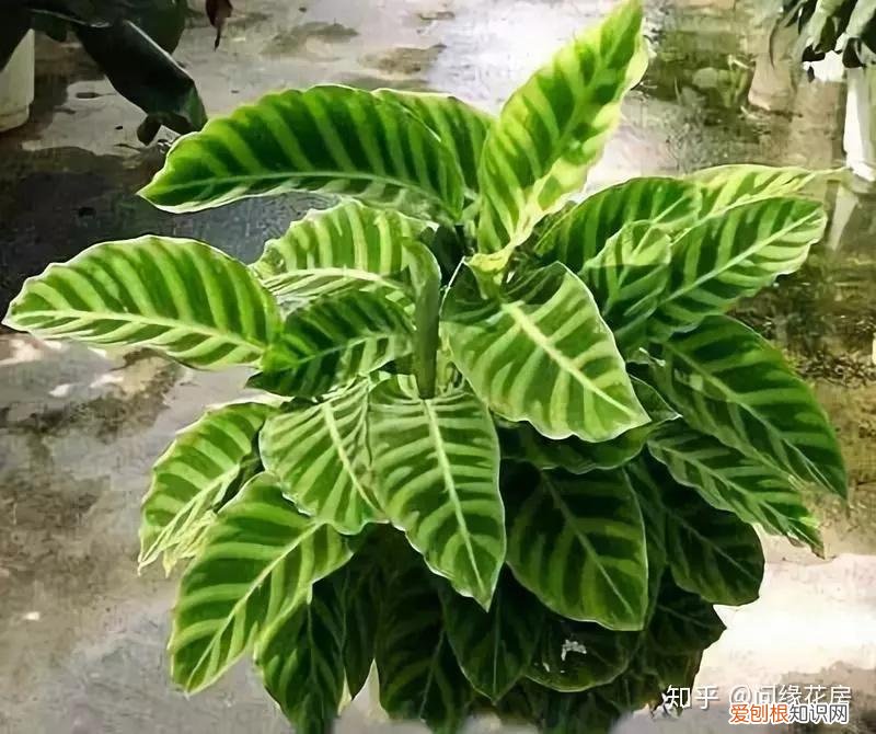 常见花卉绿植,30种 · 绿植花卉大全,以后养花不怕不认识了,值得收藏!