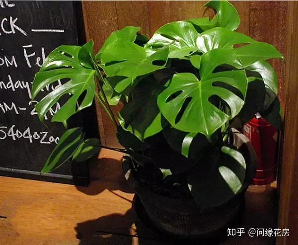 常见花卉绿植,30种 · 绿植花卉大全,以后养花不怕不认识了,值得收藏!
