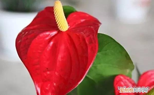 常见花卉绿植,30种 · 绿植花卉大全,以后养花不怕不认识了,值得收藏!