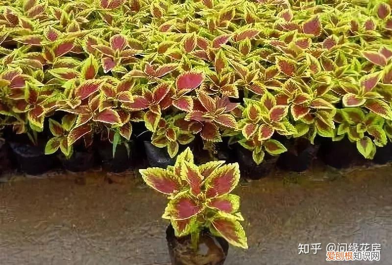 常见花卉绿植,30种 · 绿植花卉大全,以后养花不怕不认识了,值得收藏!
