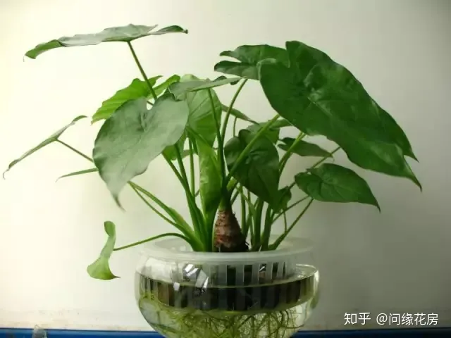 常见花卉绿植,30种 · 绿植花卉大全,以后养花不怕不认识了,值得收藏!