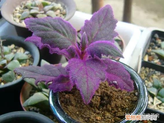 常见花卉绿植,30种 · 绿植花卉大全,以后养花不怕不认识了,值得收藏!