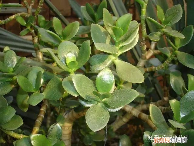 常见花卉绿植,30种 · 绿植花卉大全,以后养花不怕不认识了,值得收藏!