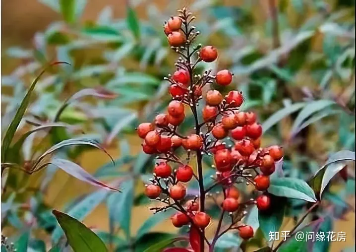 常见花卉绿植,30种 · 绿植花卉大全,以后养花不怕不认识了,值得收藏!