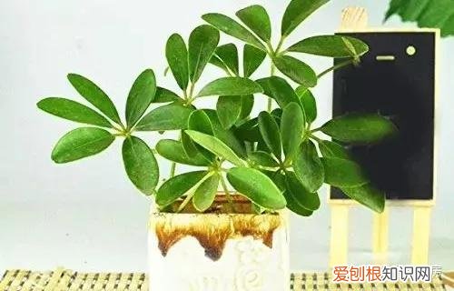 常见花卉绿植,30种 · 绿植花卉大全,以后养花不怕不认识了,值得收藏!
