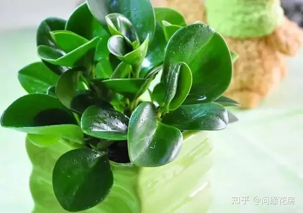 常见花卉绿植,30种 · 绿植花卉大全,以后养花不怕不认识了,值得收藏!