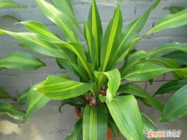 常见花卉绿植,30种 · 绿植花卉大全,以后养花不怕不认识了,值得收藏!