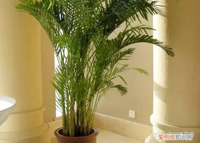 常见花卉绿植,30种 · 绿植花卉大全,以后养花不怕不认识了,值得收藏!