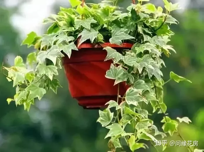 常见花卉绿植,30种 · 绿植花卉大全,以后养花不怕不认识了,值得收藏!