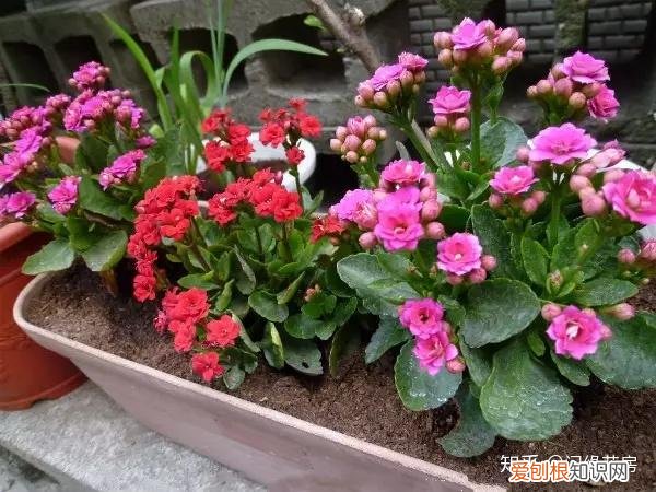 常见花卉绿植,30种 · 绿植花卉大全,以后养花不怕不认识了,值得收藏!