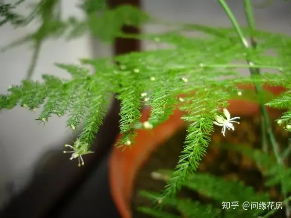 常见花卉绿植,30种 · 绿植花卉大全,以后养花不怕不认识了,值得收藏!