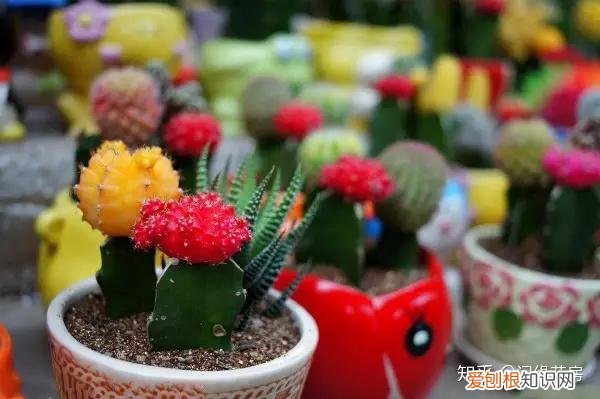 常见花卉绿植,30种 · 绿植花卉大全,以后养花不怕不认识了,值得收藏!