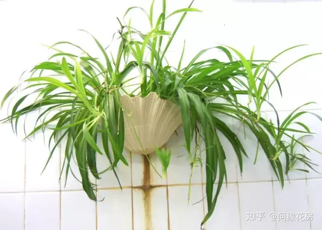 常见花卉绿植,30种 · 绿植花卉大全,以后养花不怕不认识了,值得收藏!