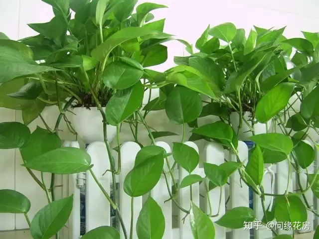 常见花卉绿植,30种 · 绿植花卉大全,以后养花不怕不认识了,值得收藏!