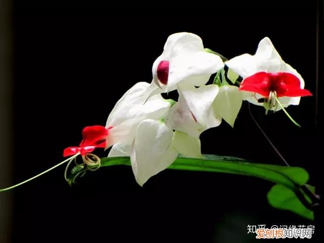 常见花卉绿植,30种 · 绿植花卉大全,以后养花不怕不认识了,值得收藏!
