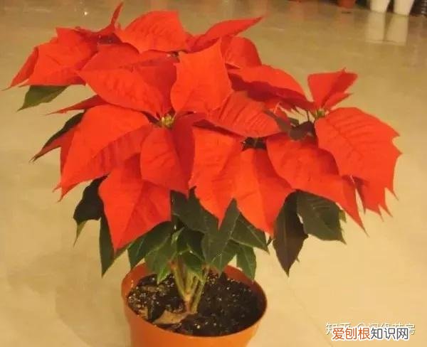 常见花卉绿植,30种 · 绿植花卉大全,以后养花不怕不认识了,值得收藏!