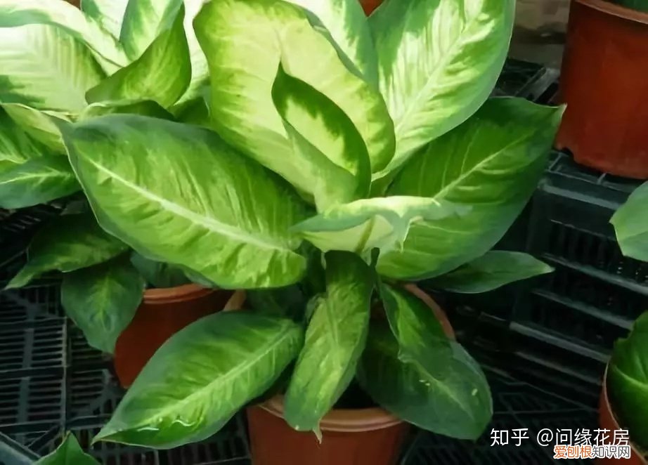 常见花卉绿植,30种 · 绿植花卉大全,以后养花不怕不认识了,值得收藏!